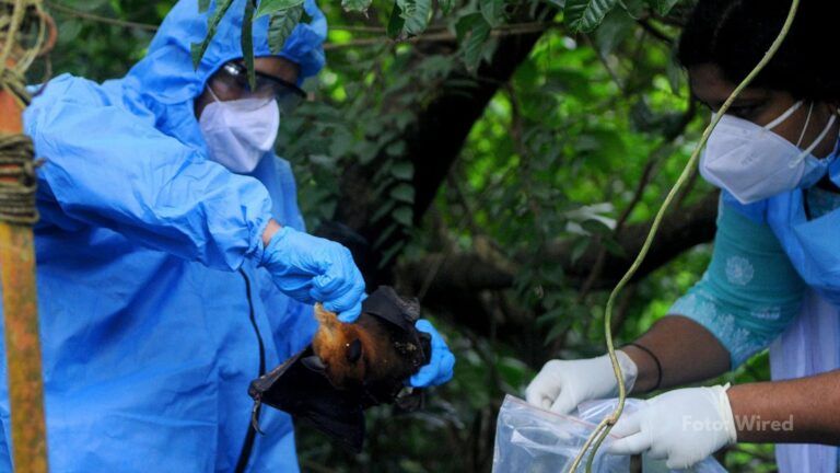 Virus Nipah: Qué es, cómo se transmite y  sus síntomas