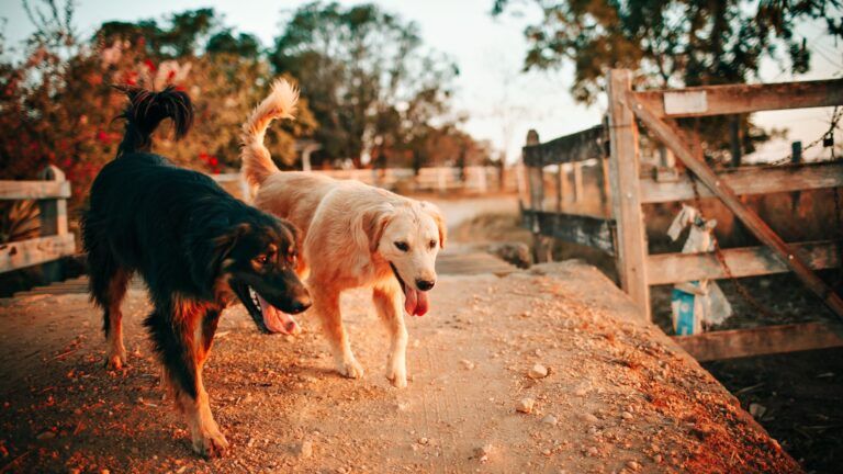 Enfermedad Respiratoria Afecta A Perros En EEUU