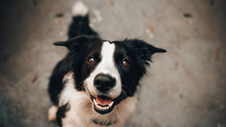 Prevención De Parásitos En Mascotas