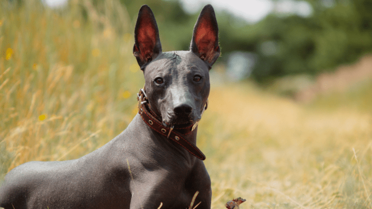 Xoloitzcuintle