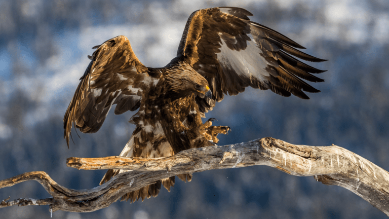 Águila Real, Emblema De México