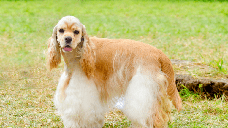 Diferencias Entre Un Cocker Spaniel Inglés y El Americano