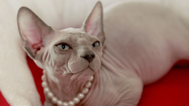 Gato Sphynx: Elegancia sin Pelaje