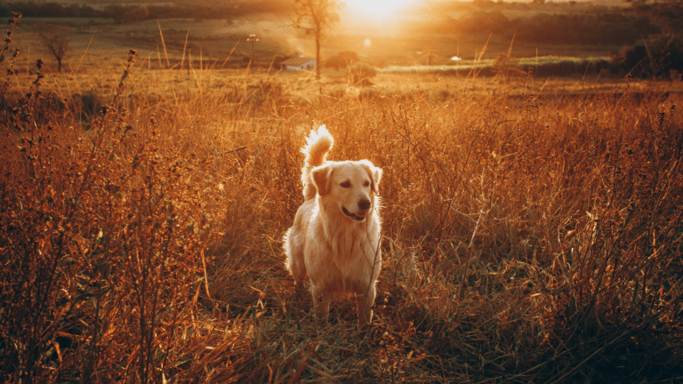 Golden Retriever: Un Compañero Ideal para la Familia