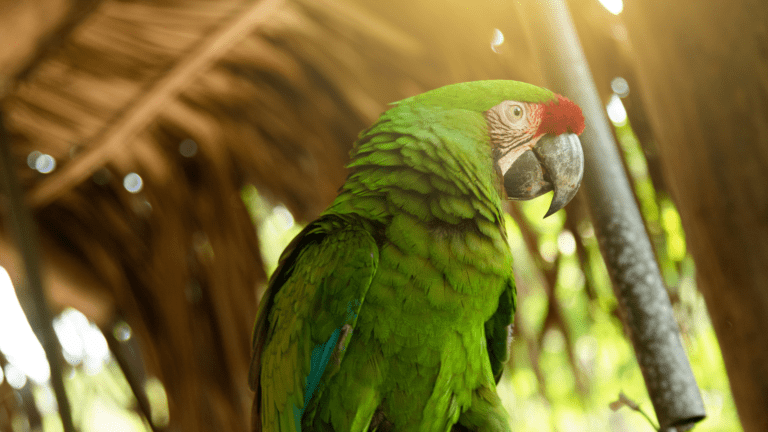 Urgente Llamado A La Acción Para Salvar Al Guacamayo Verde