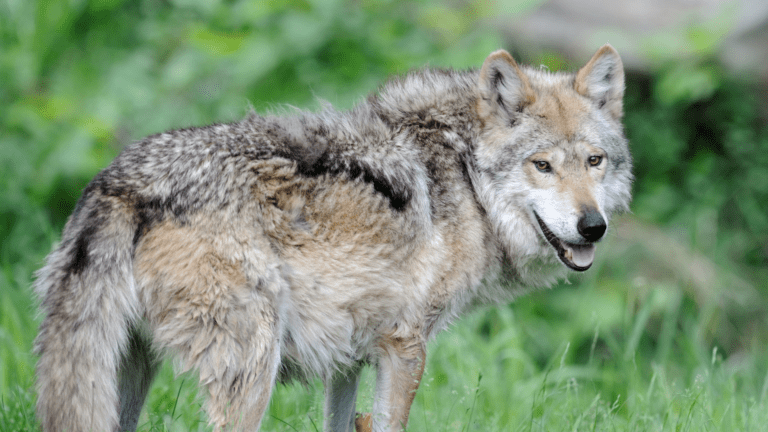 Los Mexicanos Tienen A Su Propio Lobo