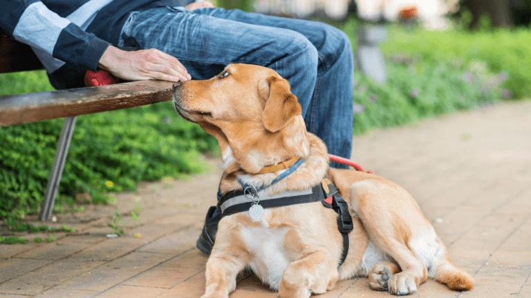 Los Perros De Asistencia Y Su Gran Labor