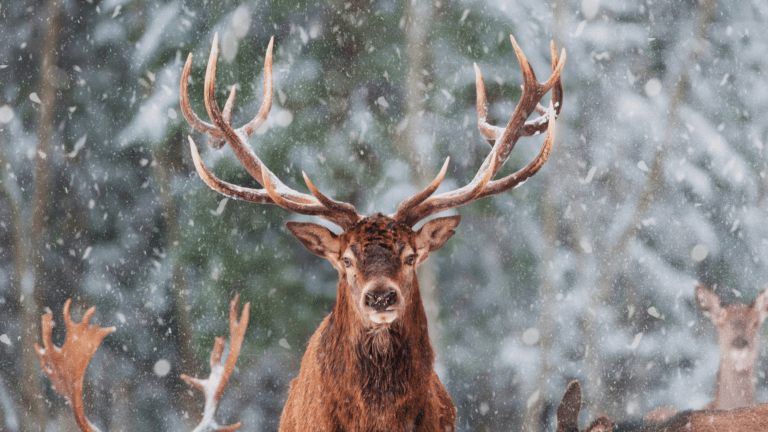 Los Renos, Los Animales De La Navidad