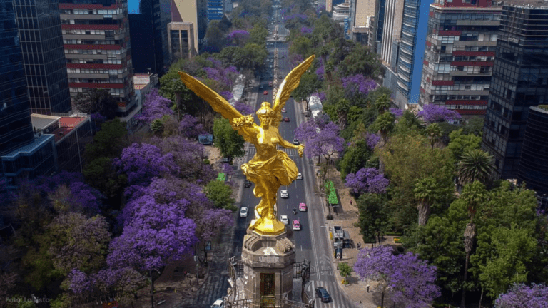 Fenómeno Inusual: Jacarandas Florecen en Ciudad de México en Pleno Invierno