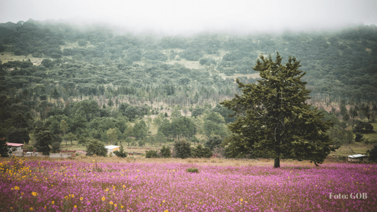 Amealco: Un Pueblo Mágico de Tradiciones y Naturaleza