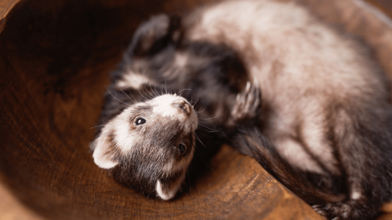 Cuidado y Mantenimiento de Hurones como Mascotas