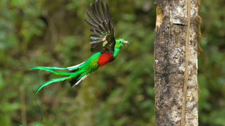 Quetzal: Entre la Belleza y la Amenaza de Extinción