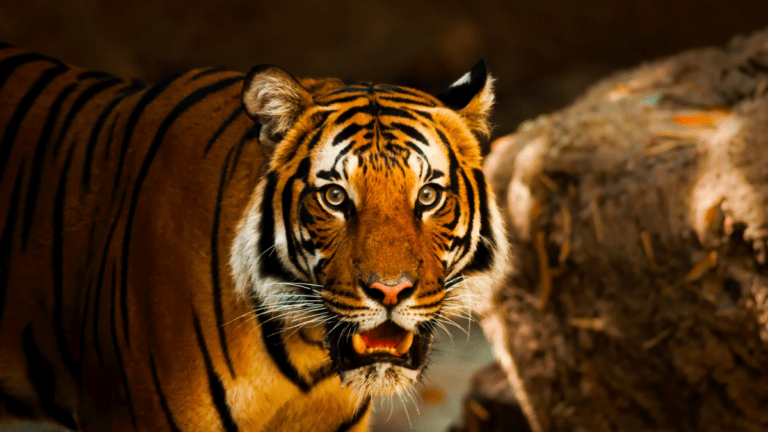 Hallan restos de tigre en cascada de Valle de Bravo, Estado de México