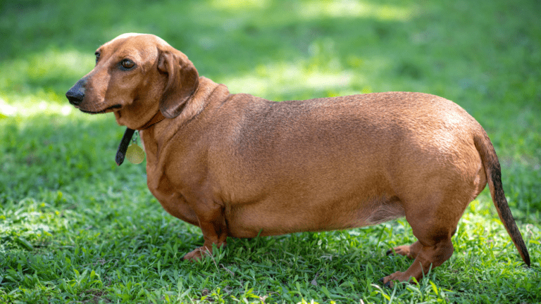 ¿Diabetes en perros? Descubre Síntomas, Tratamientos y Cuidados