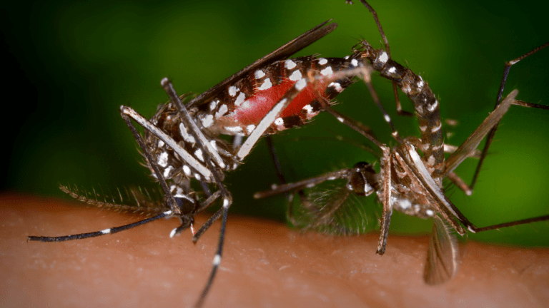 Emergencia sanitaria por dengue en Perú: Un llamado a la acción urgente