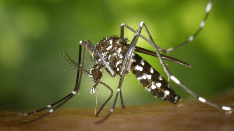 Aumento alarmante de casos de Dengue en América Latina: El impacto del cambio climático