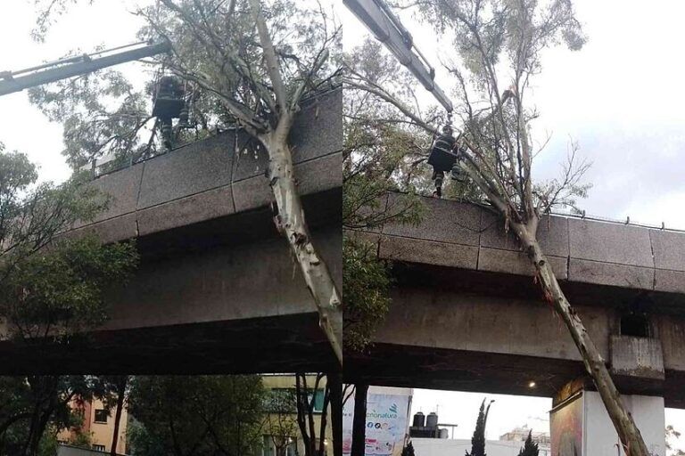 Interrupción temporal en la Línea 4 del Metro CDMX por Caída de árbol