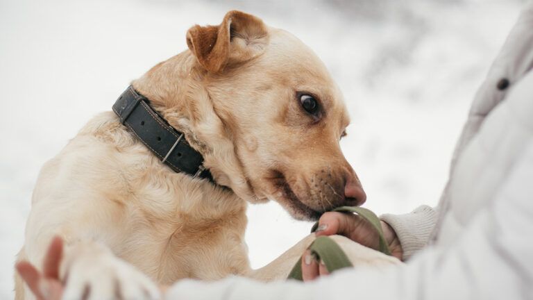 ¿Pueden los Perros Oler Nuestro Estrés? Una Mirada Científica