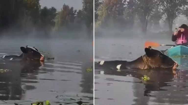 Encuentro Inusual en Xochimilco: Las Vaquillas Marinas