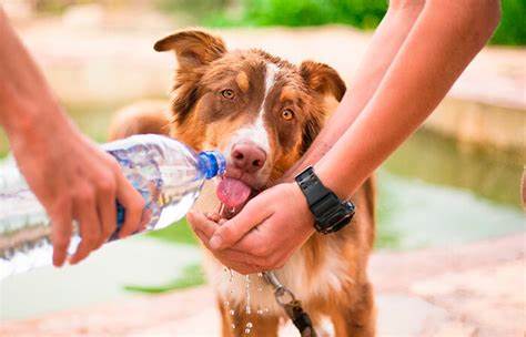 ¿Cómo Reconocer el Golpe de Calor en tu mascota?