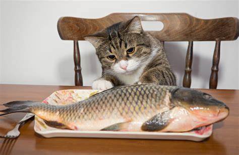 ¿Es bueno darle pescado a mi gato?