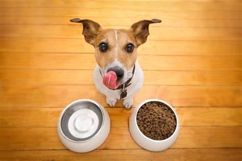 La Importancia de la Proteína en la Nutrición de las Mascotas