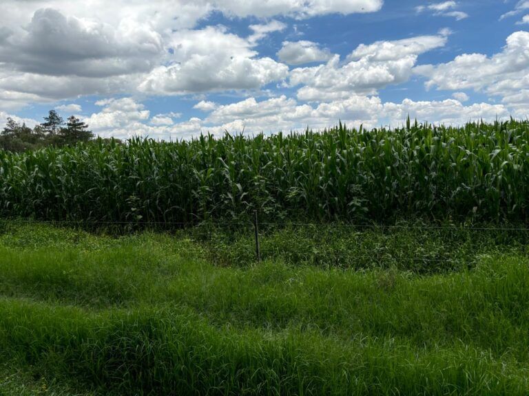 Autosuficiencia alimentaria, reto para Sheinbaum, alerta Álvaro López Ríos