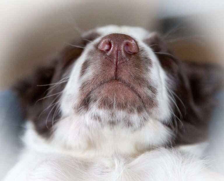 El Increíble Identificador Natural de los Perros: Sus Huellas Nasales