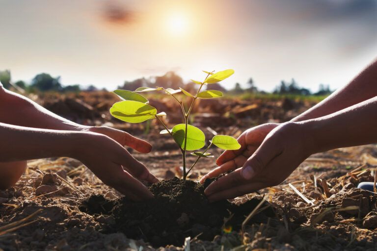 Reforestación: cómo puede salvarnos la vida y ayudar al planeta