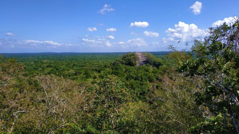 Investigadores encuentran “sin querer” una antigua ciudad maya escondida bajo la vegetación en Campeche, México.