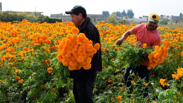 El Impacto Económico del Cempasúchil: Tradición y Oportunidades en el Estado de México