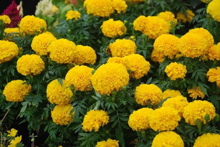 Las tradicionales flores del Día de Muertos: Cempasúchil, nube, terciopelo y crisantemo