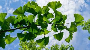 Si tienes estas enfermedades, Ginkgo Biloba puede ser más riesgoso de lo que piensas; descubre por qué