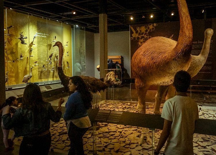 Museo de las Aves de México en Saltillo: Un Espacio Único para Conocer y Celebrar la Diversidad Avícola