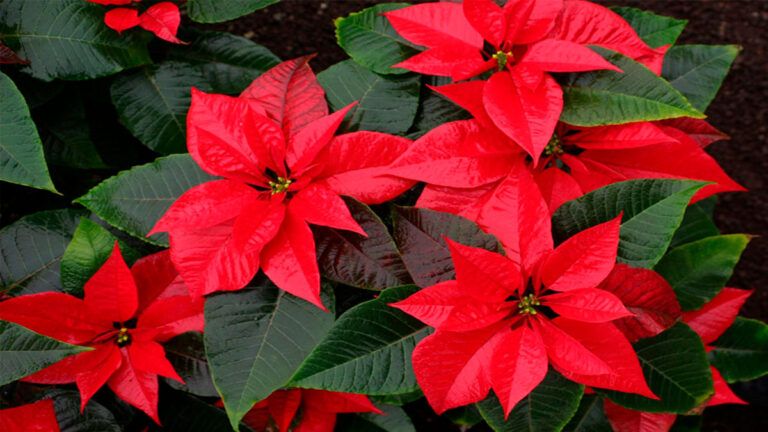 Nochebuenas de San Lorenzo Tlacotepec: El Encanto de la Flor Mexicana que Adorna la Navidad