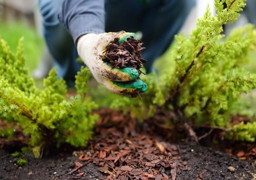 Consejos para proteger los cultivos de las heladas: medidas clave para cuidar tu siembra