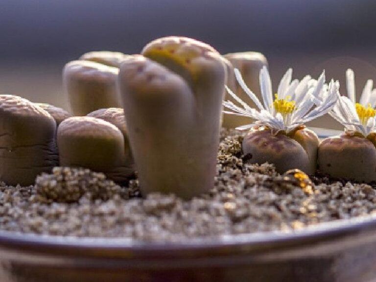 Todo lo que necesitas saber sobre las piedras vivas o lithops