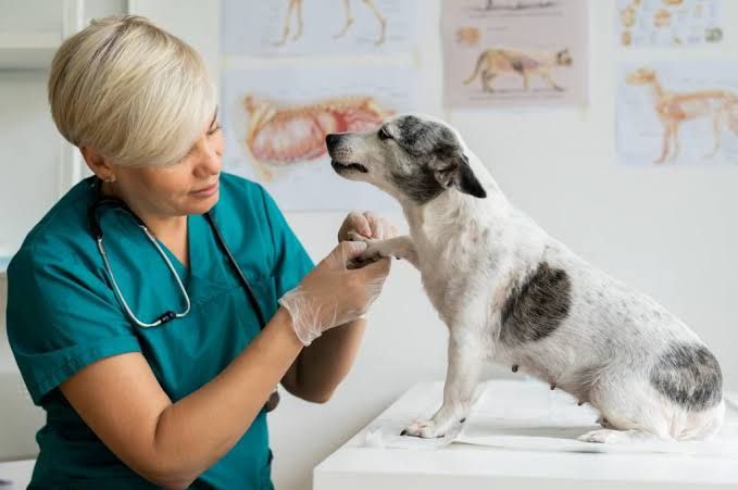 Miositis en perros: causas, síntomas y tratamiento