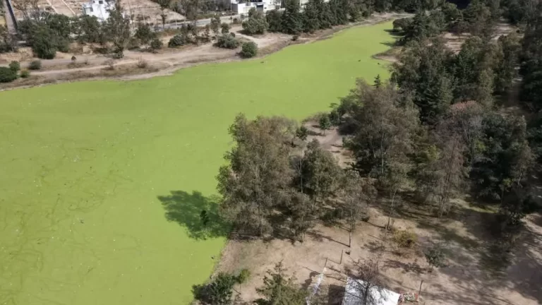 Lentejilla invade la Presa Lago de Guadalupe en Cuautitlán Izcalli: habitantes exigen acción inmediata