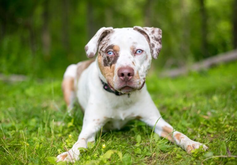 El gen Merle: impacto en la salud y recomendaciones para la cría de perros