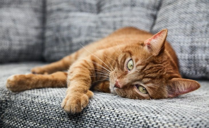 El color rojo en los gatos: qué lo causa y curiosidades fascinantes