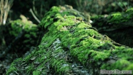 La briología y los musgos: importancia ecológica, estudio y aplicaciones