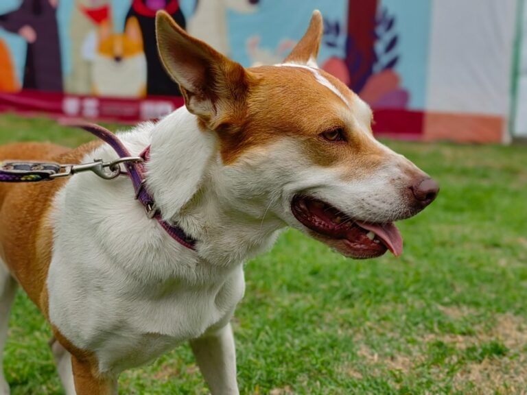 El Centro de Transferencia Canina del Metro: un espacio para la rehabilitación