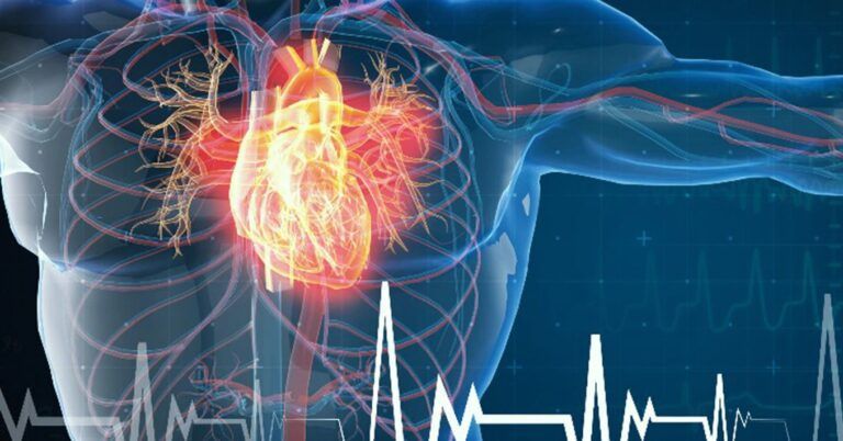 ¿La forma del corazón puede predecir el riesgo de enfermedades cardiovasculares? Descubre lo que dice la ciencia