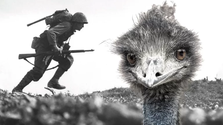 La Guerra de los Emús: Cuando Australia Perdió contra las Aves