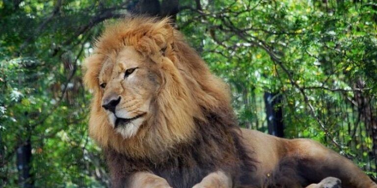 León asegurado por el Gabinete de Seguridad en cateo en Escuinapa