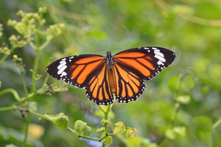 “Salvando a las monarcas”: Fotografías que protegen el vuelo de la esperanza