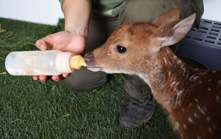 Control Genético y Salud en la Crianza Artificial del Venado Cola Blanca