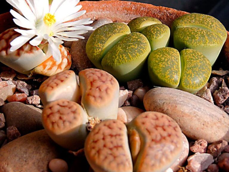 Lithops: Las Piedras Vivientes que Desafían la Naturaleza