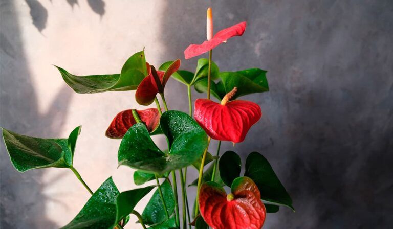 Cuidados Básicos para los Anturios: Consejos de Jardinería